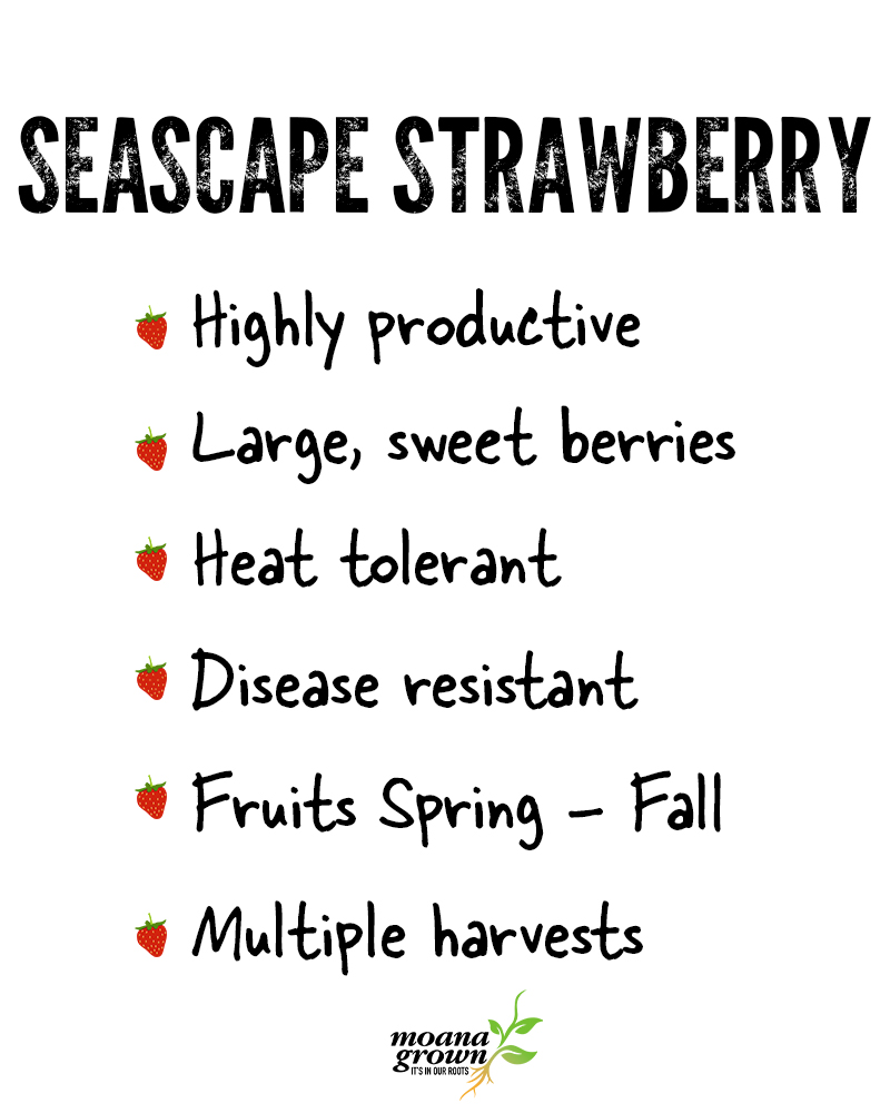 Seascape Strawberry #1<br><i>Fragaria Seascape</br></i>