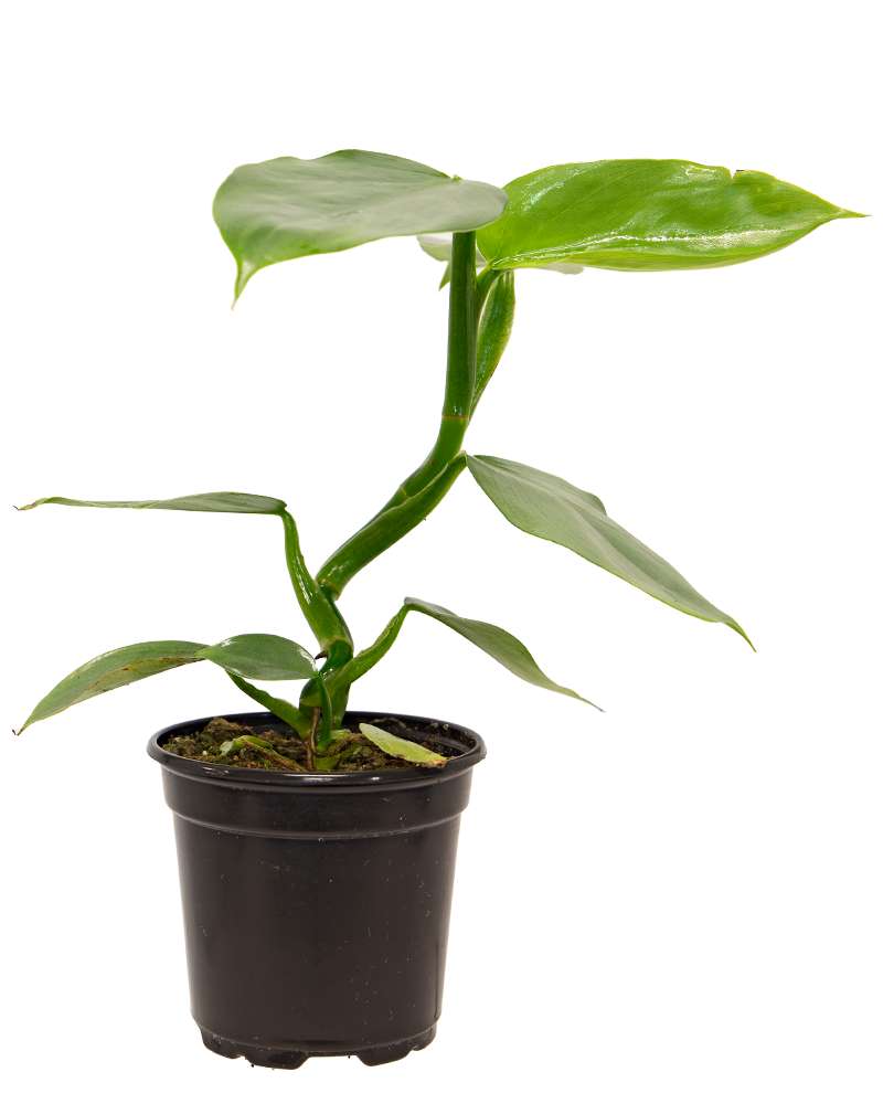 Philodendron Hast 4"