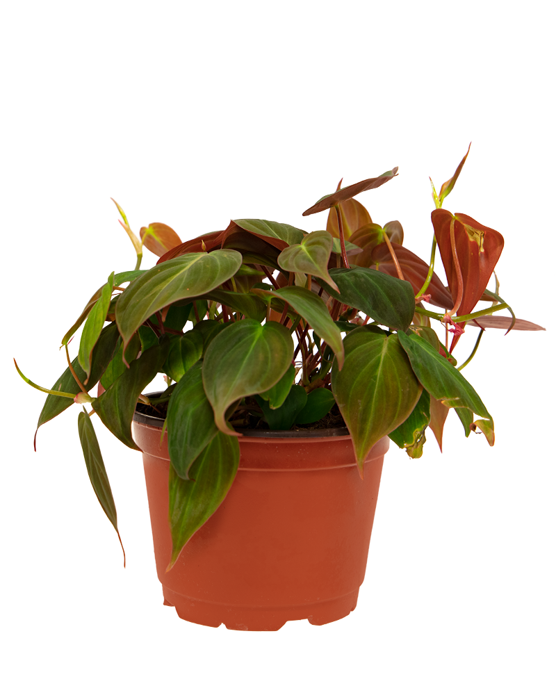 Philodendron Micans 6"