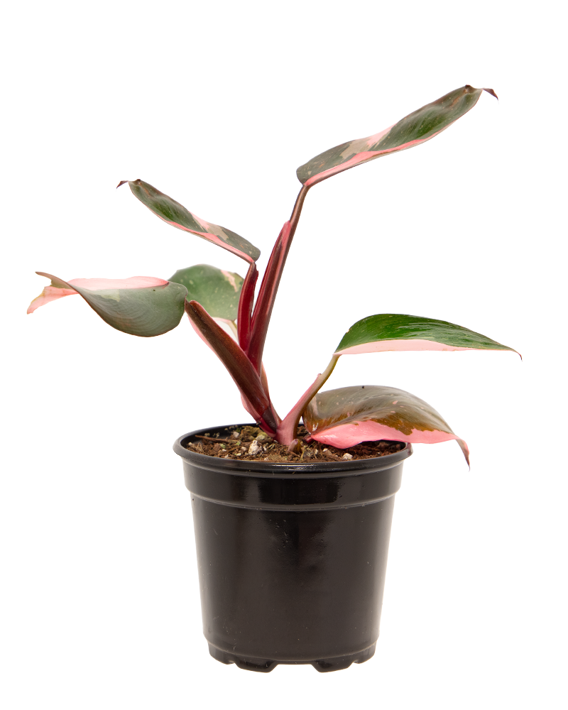 Philodendron Pink Princess 4"