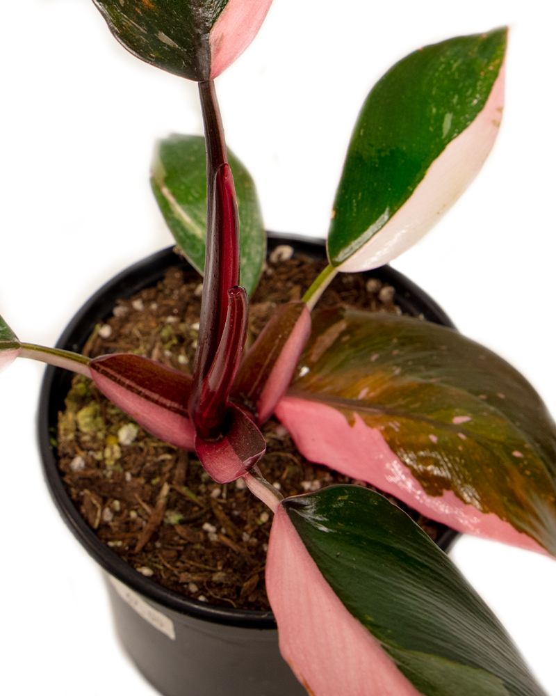 Philodendron Pink Princess 4\"