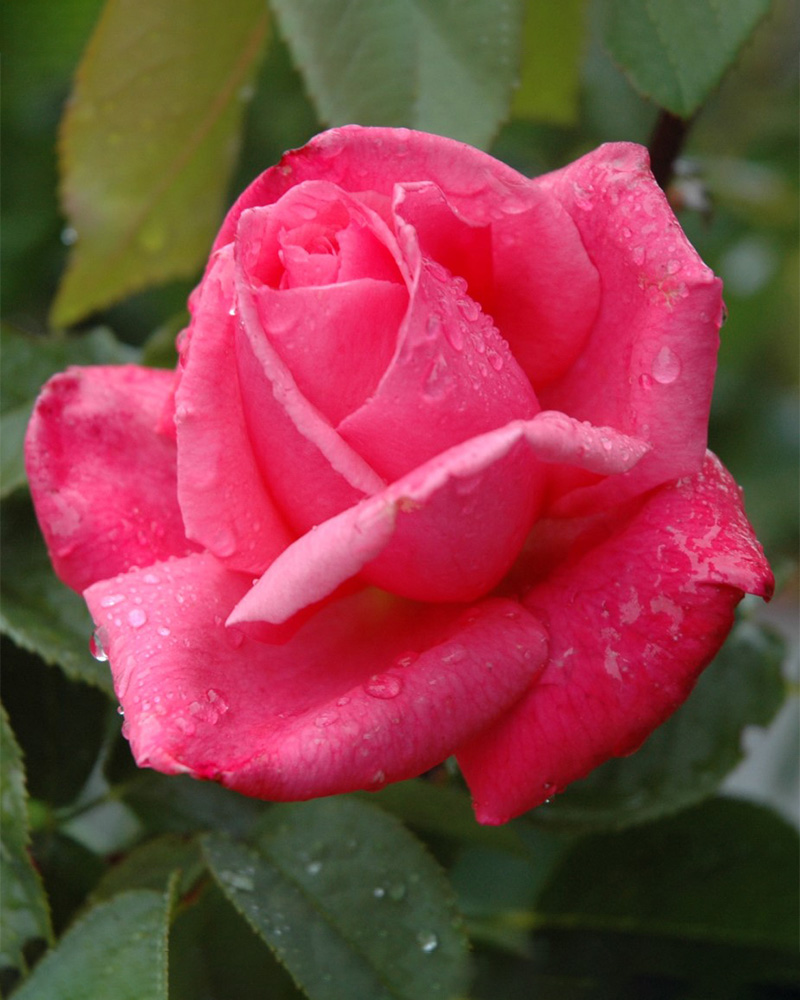 All My Loving Rose #5<br><i>Rosa FRYrapture</br></i>