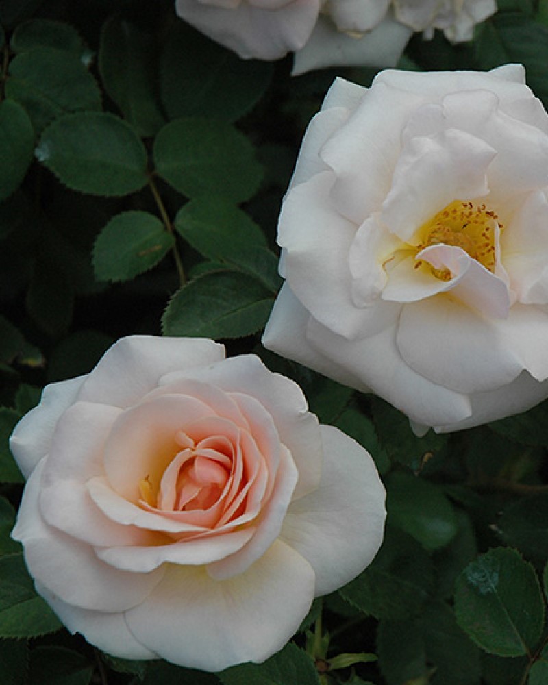 Pretty Lady Rose #5<br><i>Rosa SCRivo</br></i>