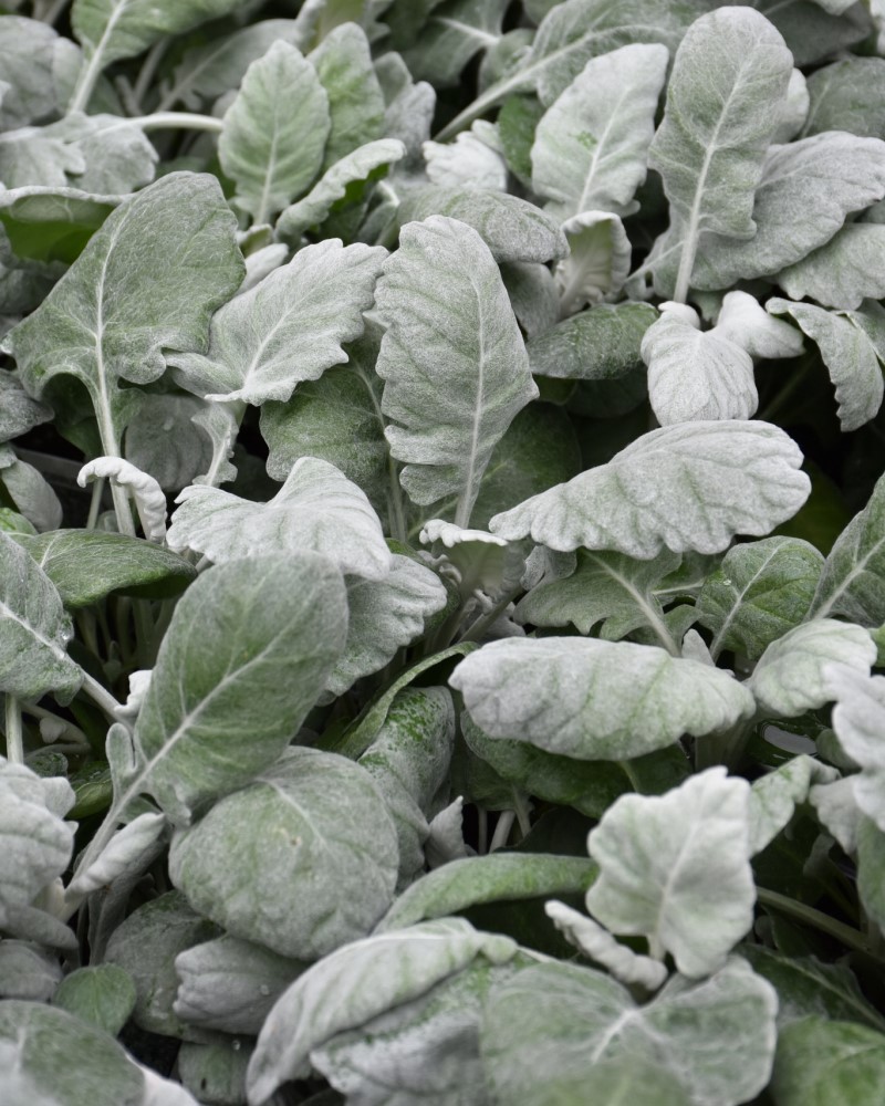 Dusty Miller New Look 4"