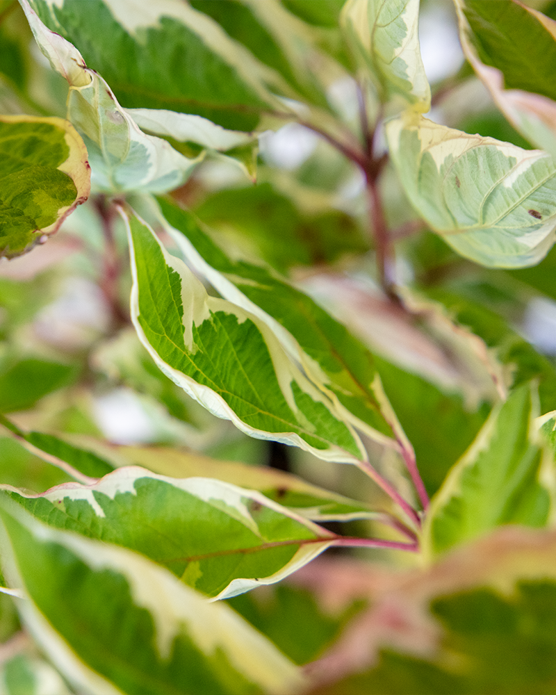 Ivory Halo Dogwood #3<br><i>Cornus alba Ivory Halo</br></i>