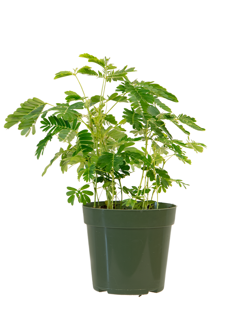 Mimosa Sensitive Plant 4"