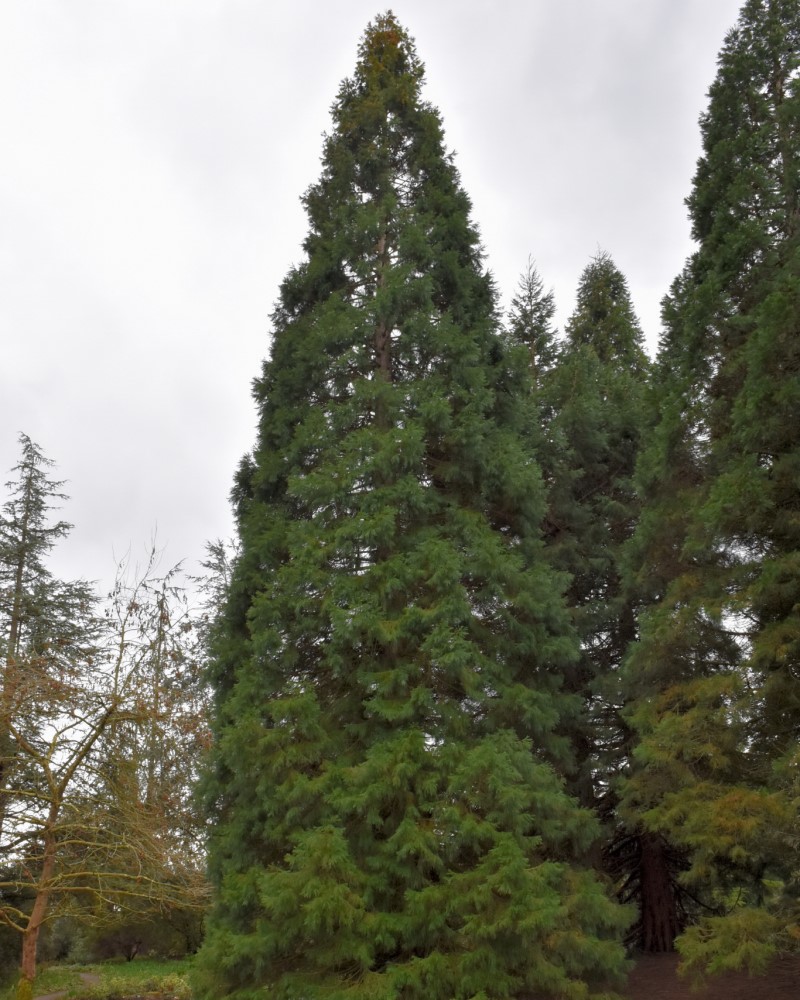 Giant Sequoia #15<br><i>Sequoiadendron giganteum</br></i>