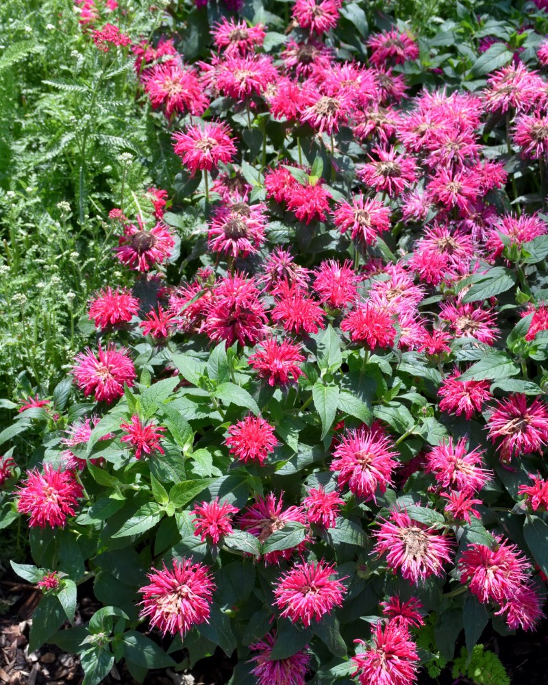 Balmy Rose Beebalm #1<br><i>Monarda didyma Balbalmose</br></i>