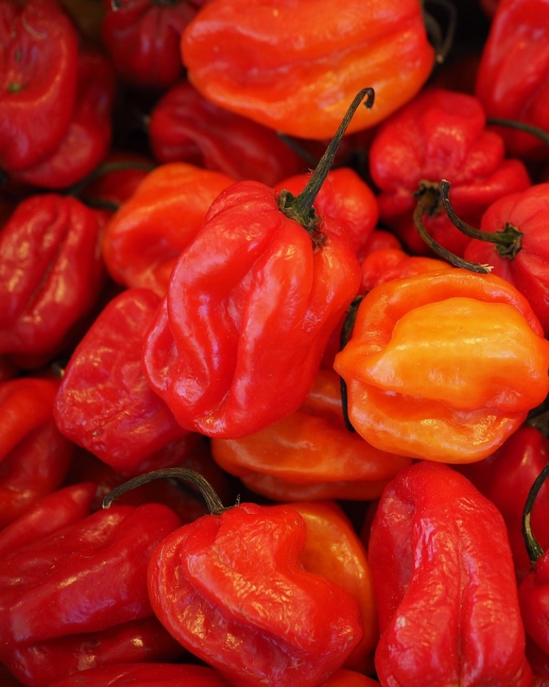 Pepper Habanero Red 4"