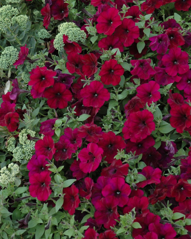 Petunia Easy Wave Burgundy Velour 4"