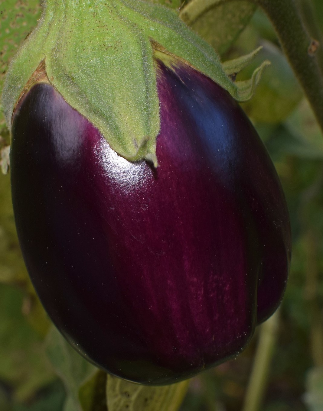 Black Beauty Eggplant 4"