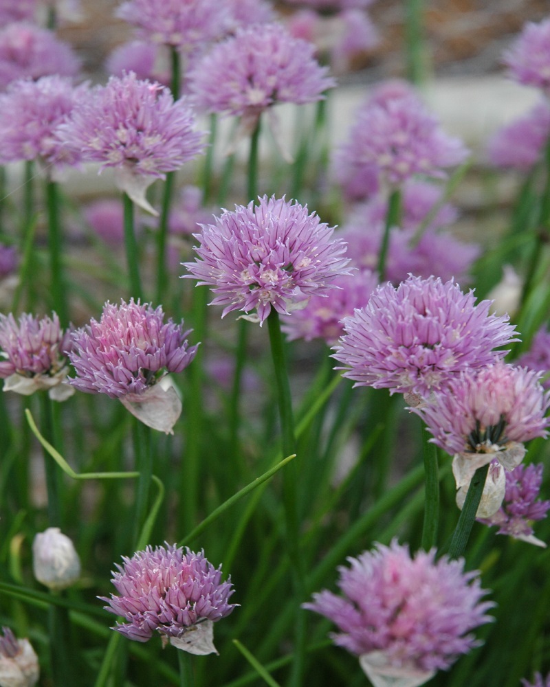 Chives 4"<br><i>Allium schoenoprasum</br></i>