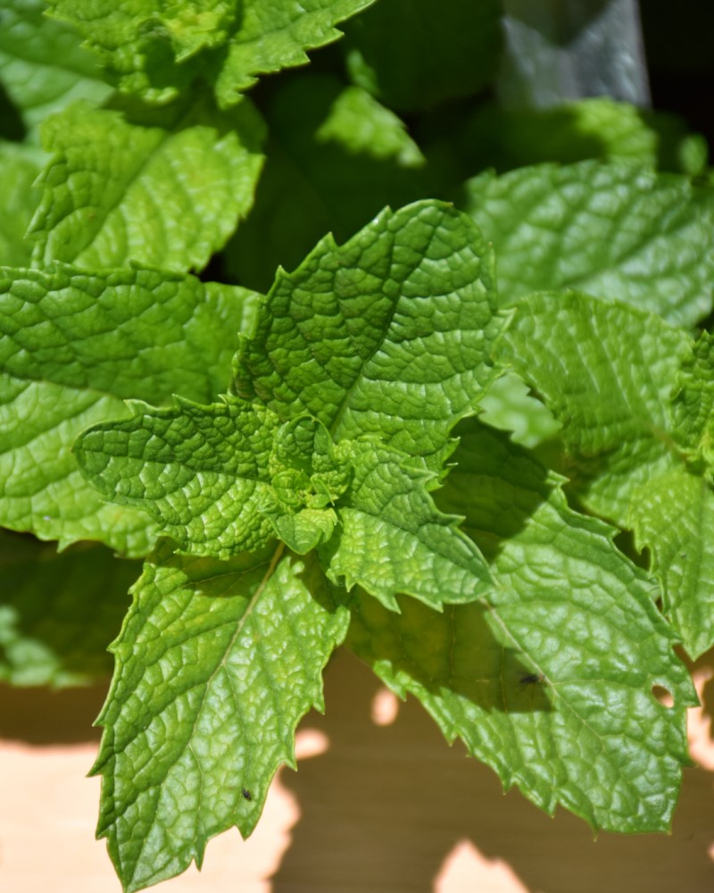 Mint Mojito 4"