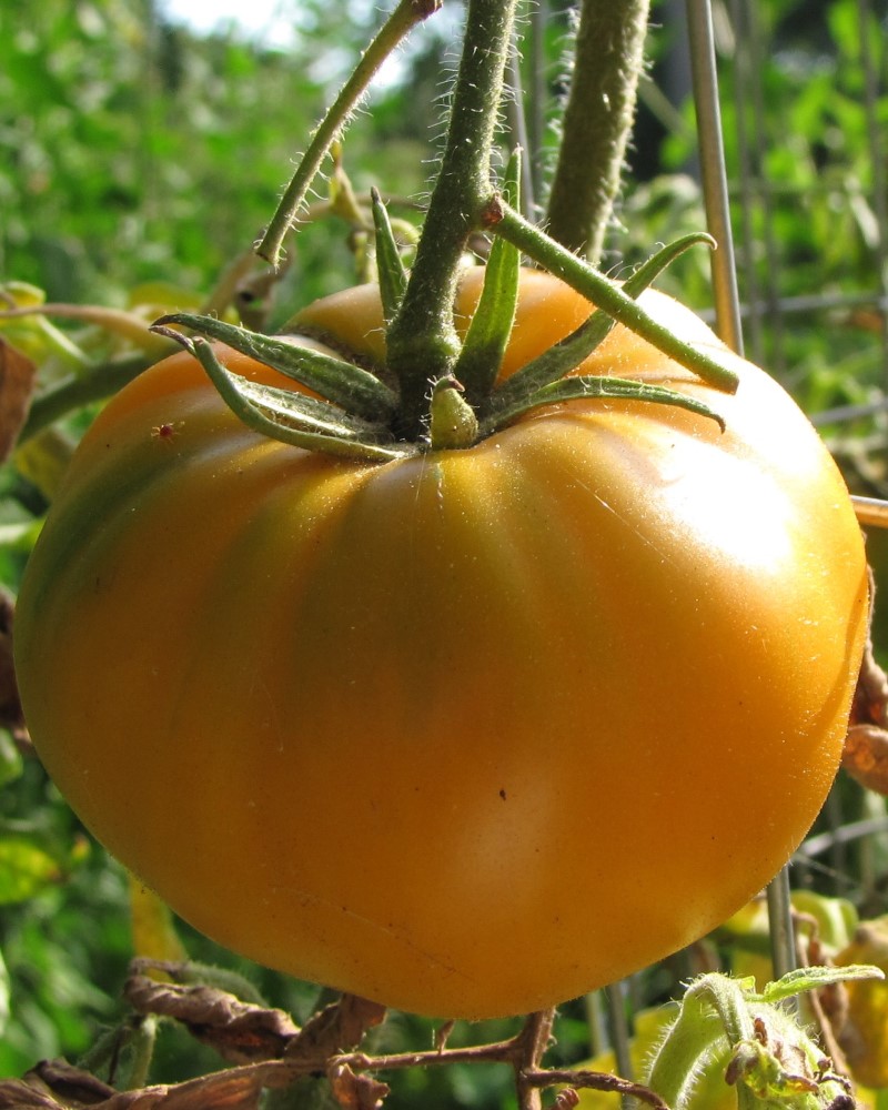 Tomato Carolina Gold 4"