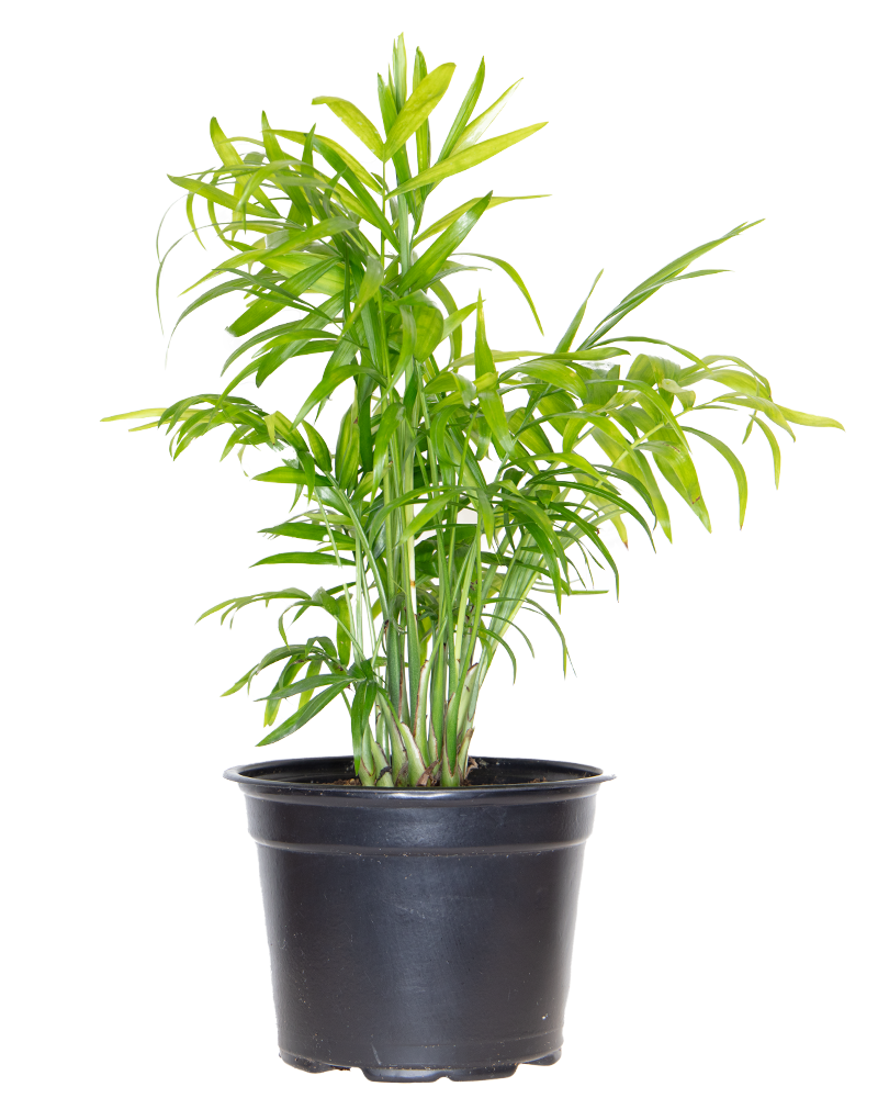 Palm Neanthe Bella 4"