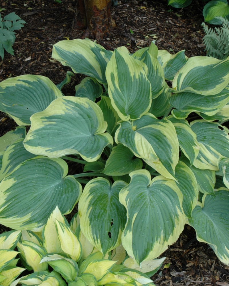 Earth Angel Hosta #1<br><i>Hosta Earth Angel</br></i>