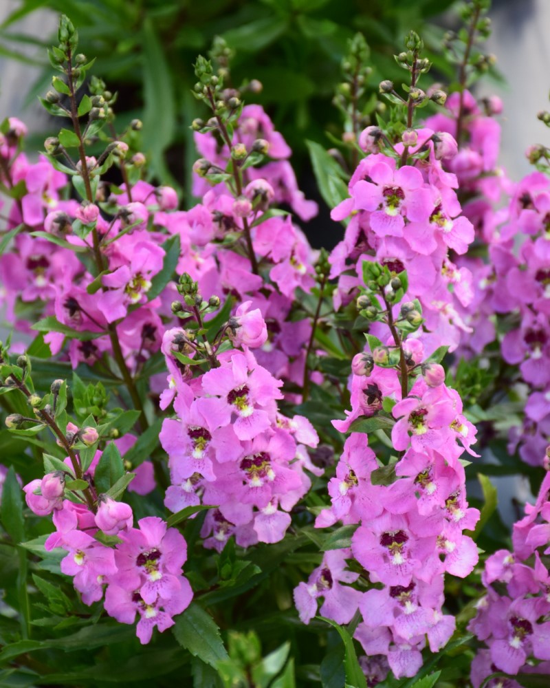 Angelonia Archangel Pink 4"