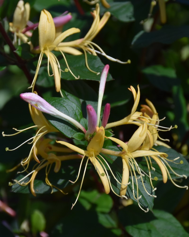 lonicera purpurea