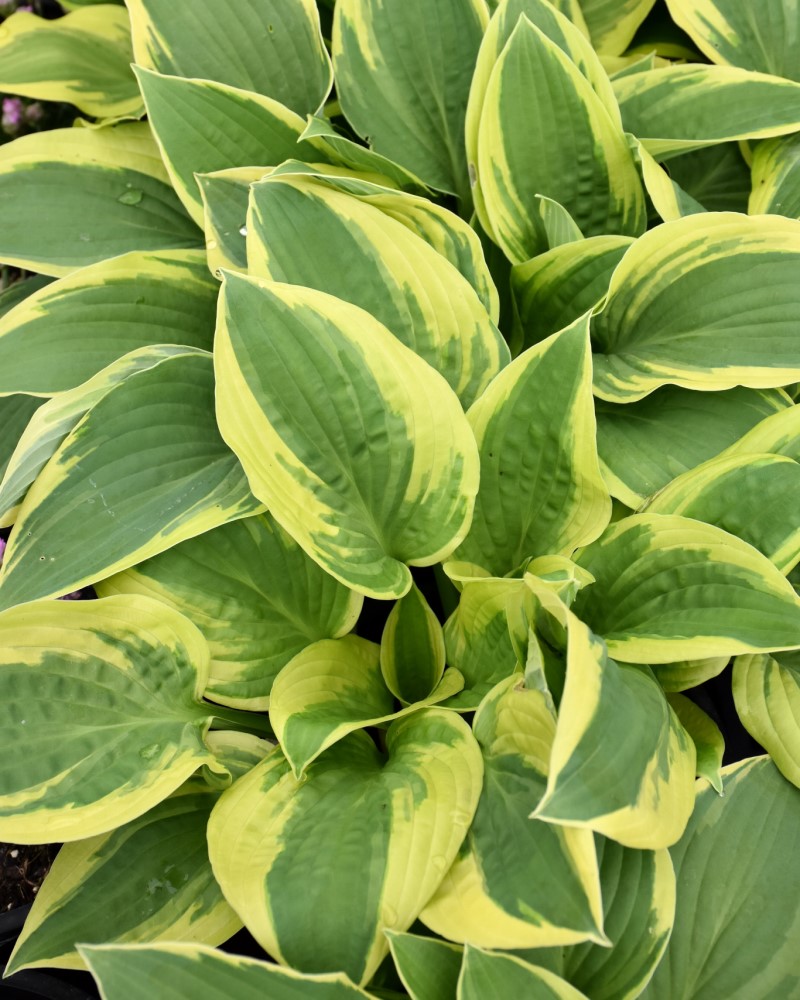 Wide Brim Hosta #1<br><i>Hosta Wide Brim</br></i>