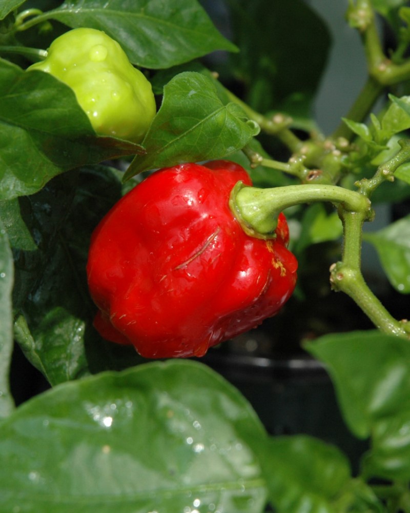 Pepper Carolina Reaper 4"