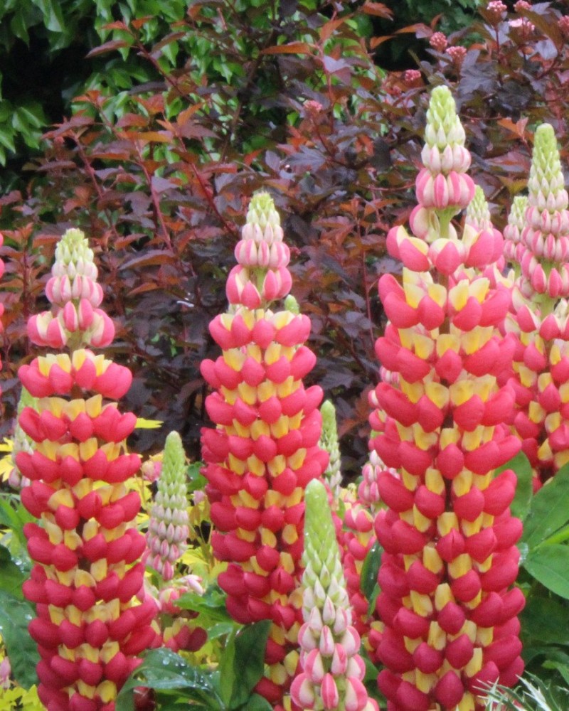 West Country� Tequila Flame Lupine #1<br><i>Lupinus Tequila Flame</br></i>