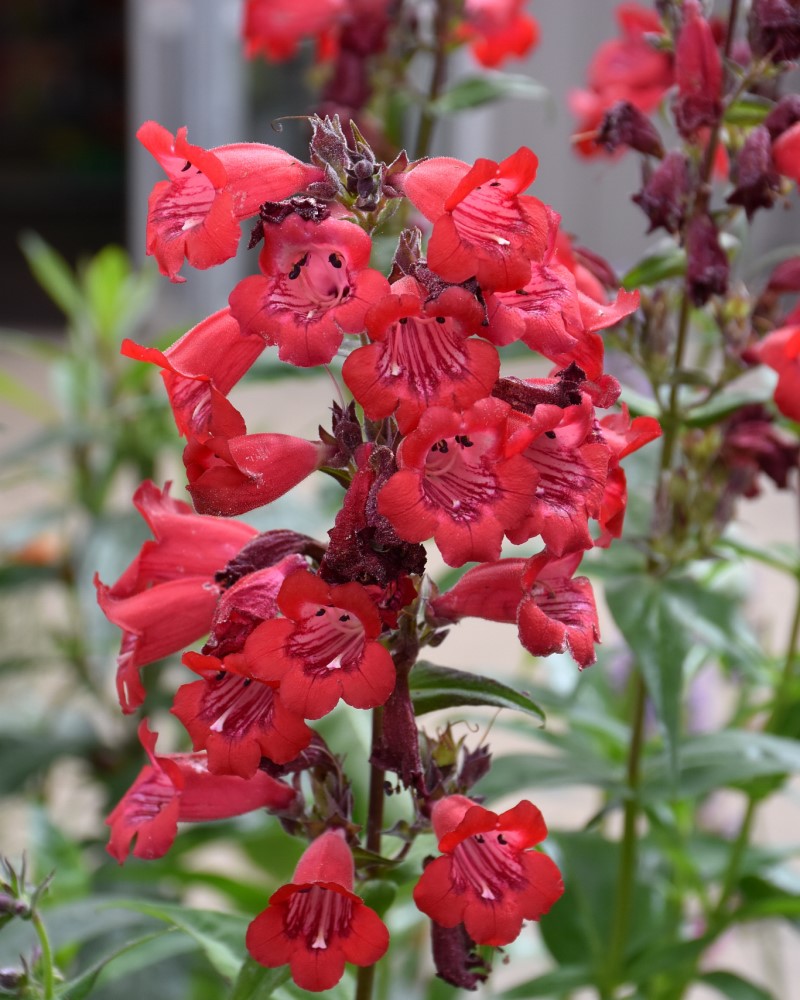 Cha Cha Cherry Beard Tongue Penstemon Cha Cha Cherry