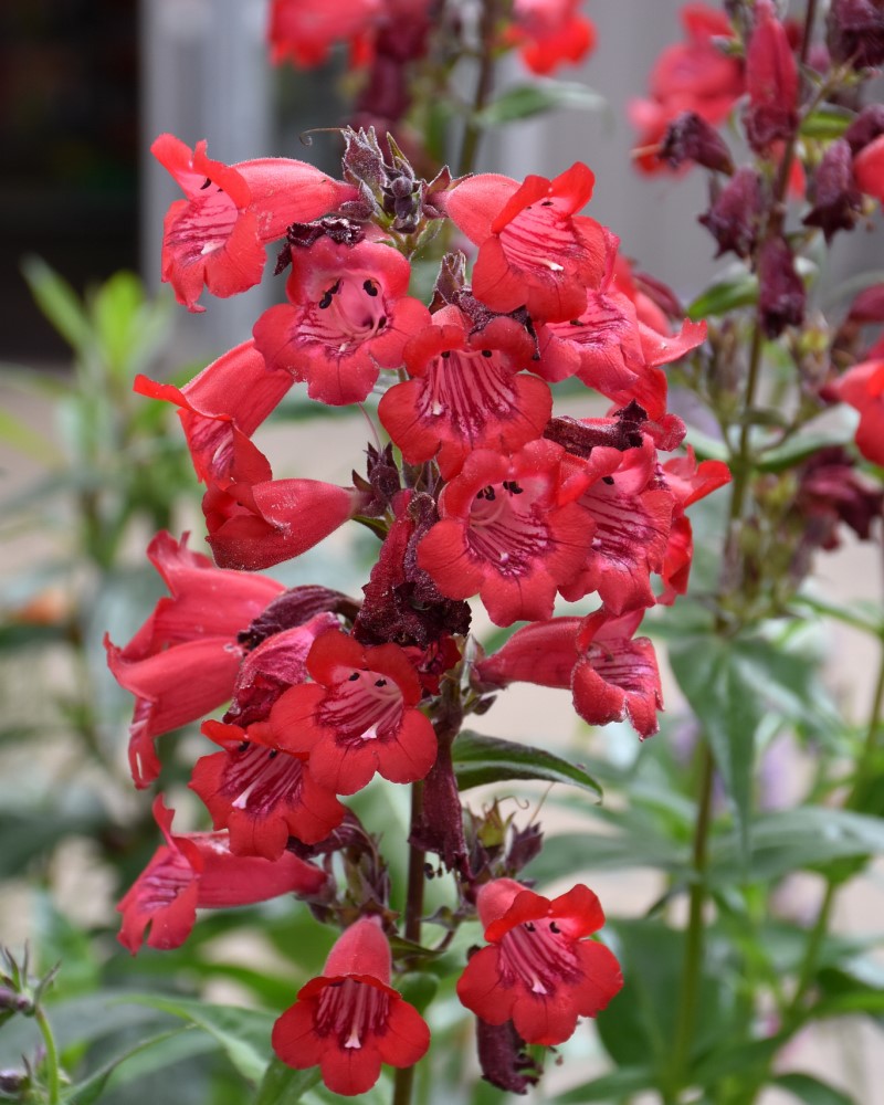 Cha Cha Cherry Beard Tongue #1<br><i>Penstemon Cha Cha Cherry</br></i>
