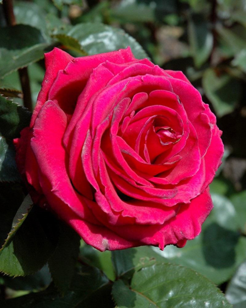Firefighter Rose #5<br><i>Rosa ORAdal</br></i>