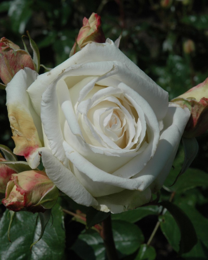 Roses | Roses Available in Reno | Moana Nursery