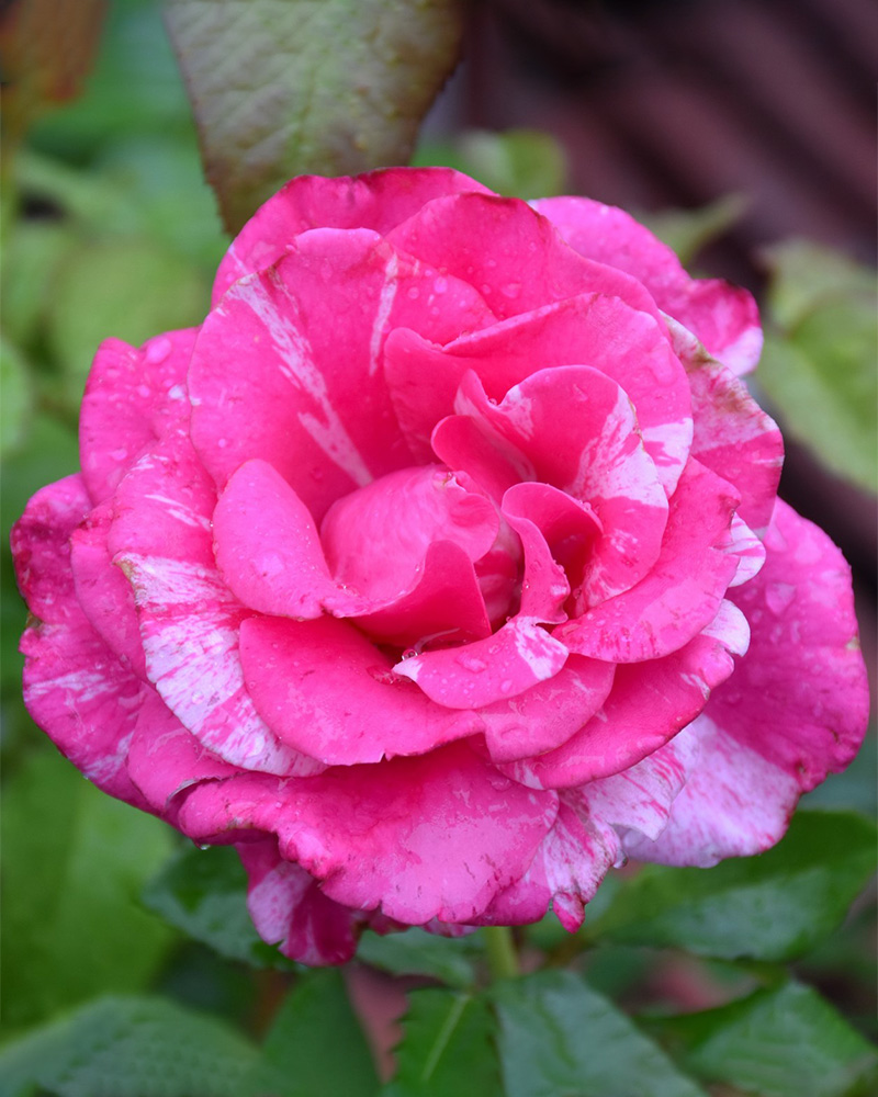 Parade Day� Rose #5<br><i>Rosa WEKmeroro</br></i>