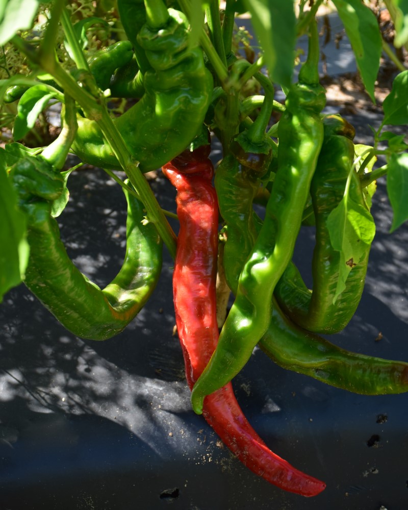 Pepper Long Thin Cayenne 4"