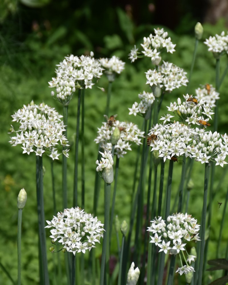 Garlic Chives 4"<br><i>Allium tuberosum</br></i>