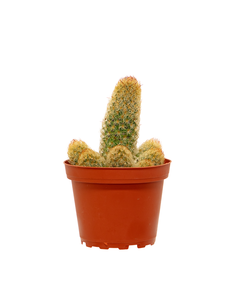 Mammillaria Elongata Yellow 4"