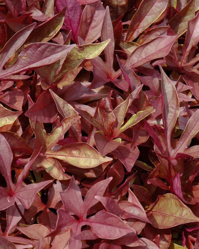 Potato Vine Solarpower Red 4"