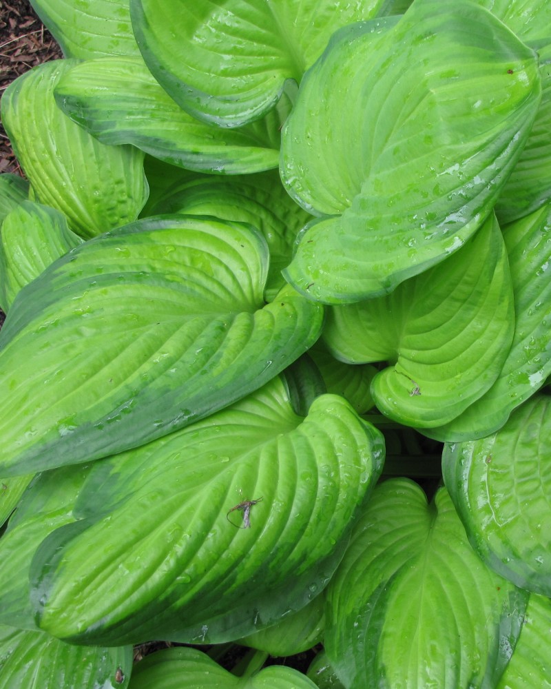 Guacamole Hosta #1<br><i>Hosta Guacamole</br></i>