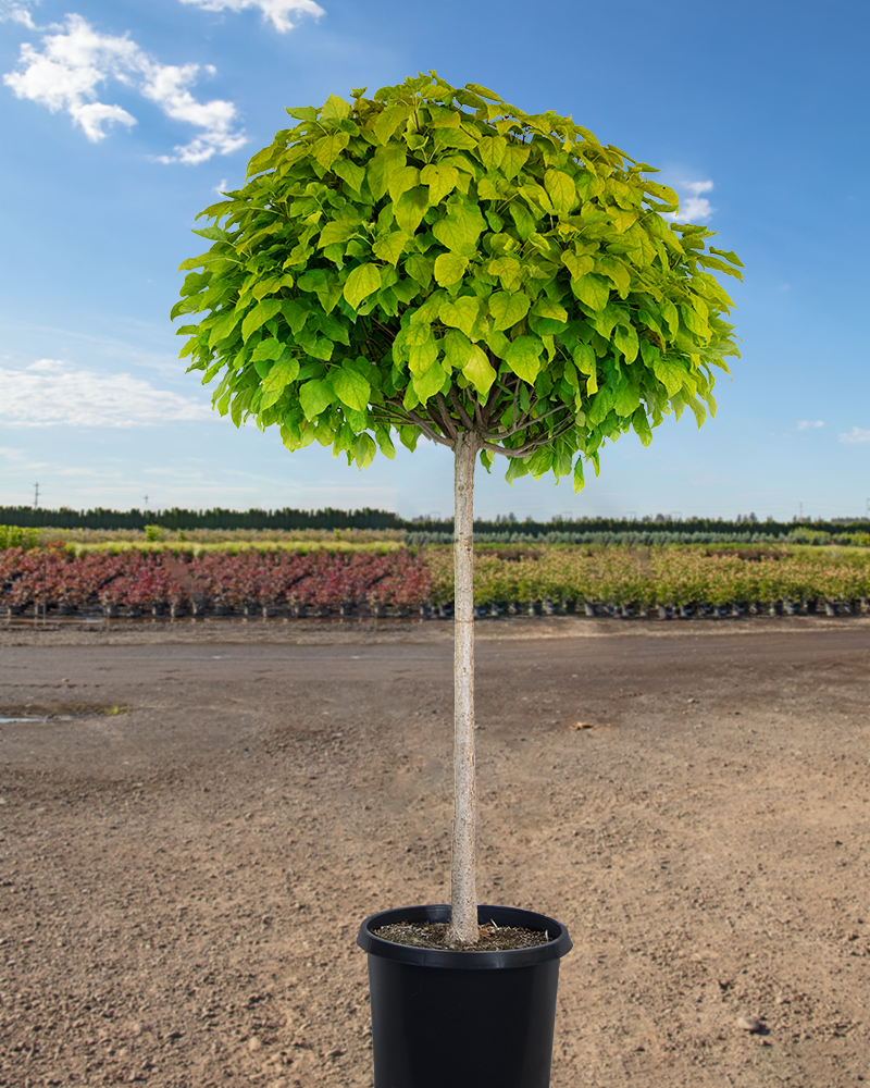 Umbrella Catalpa #20<br><i>Catalpa bungei</br></i>