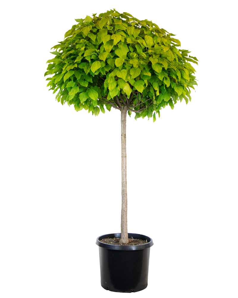 Umbrella Catalpa #20<br><i>Catalpa bungei</br></i>