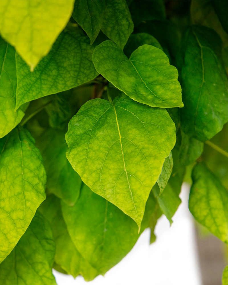 Umbrella Catalpa #20<br><i>Catalpa bungei</br></i>