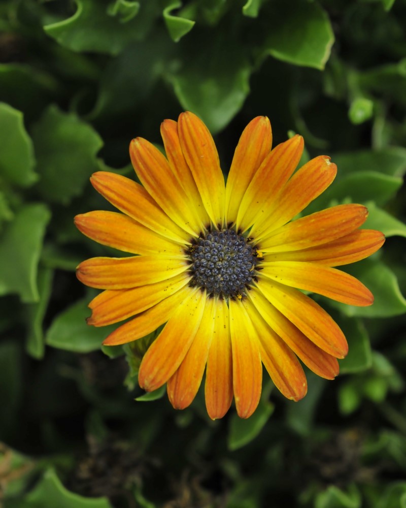 African Daisy Sunshine Beauty 4"