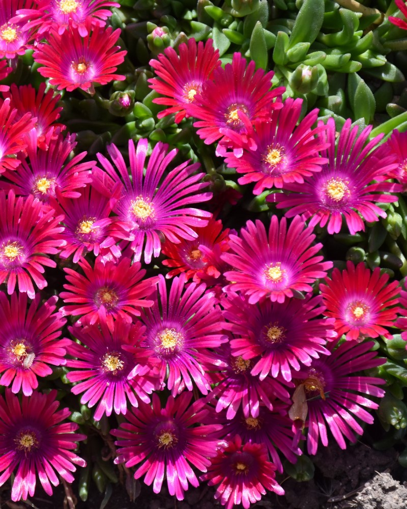 Granita® Raspberry Ice Plant #1<br><i>Delosperma PJS01S</br></i>