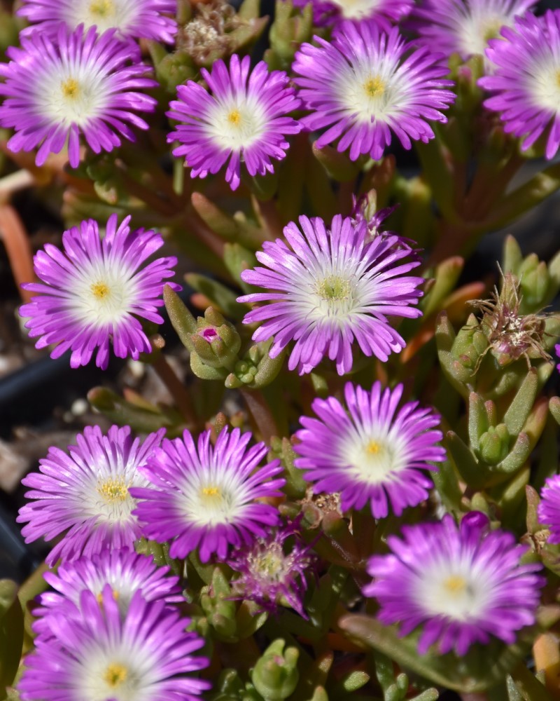 Wheels of Wonder Violet Wonder Ice Plant #1<br><i>Delosperma WOWDRW5</br></i>