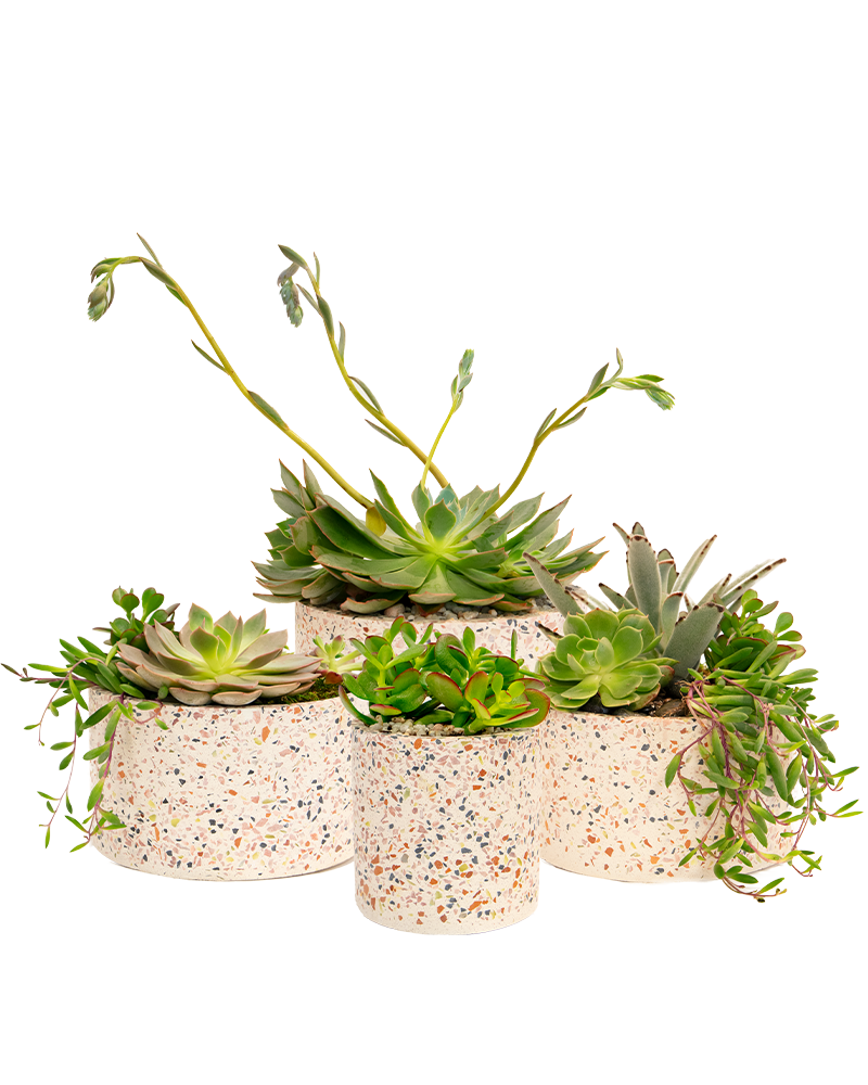 Terrazo Succulent Garden from $60-$88