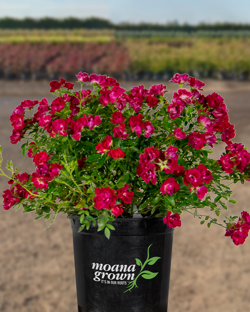 Red Drift® Rose #2<br><i>Rosa 'Meigalpio'</br></i>