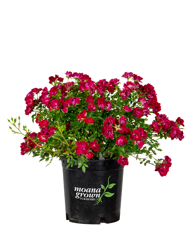 Red Drift® Rose #2<br><i>Rosa \'Meigalpio\'</br></i>