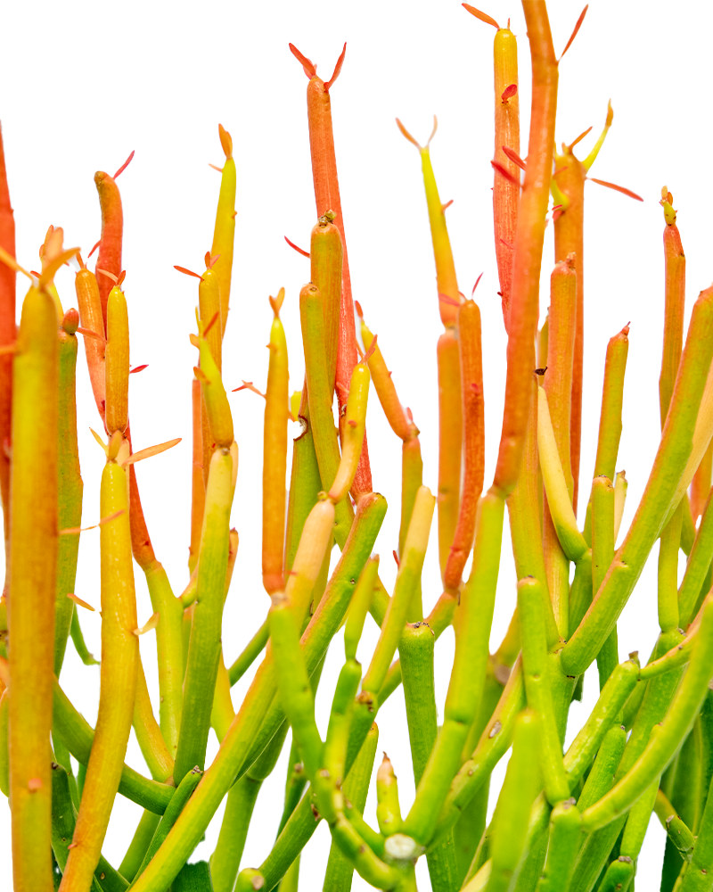 Euphorbia Tirucali Rosea 6\"