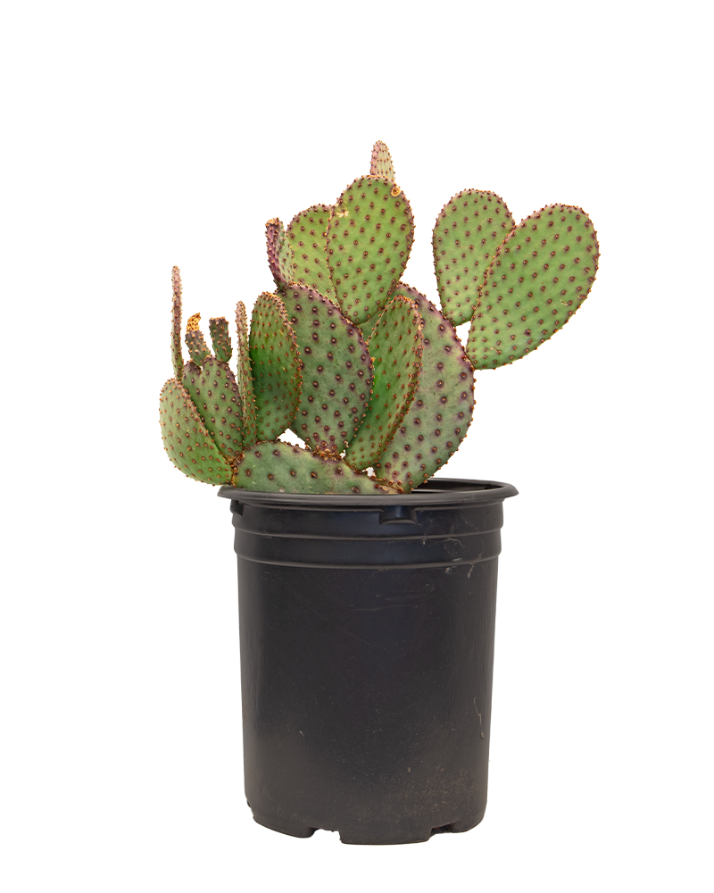 Cacti and Succulents