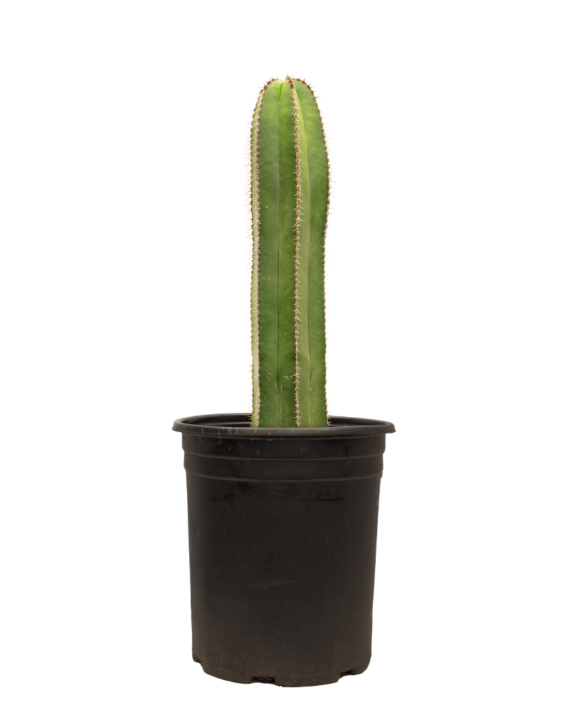 Pachycerus Marginatus 10"