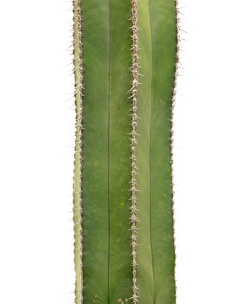 Pachycerus Marginatus 10\"