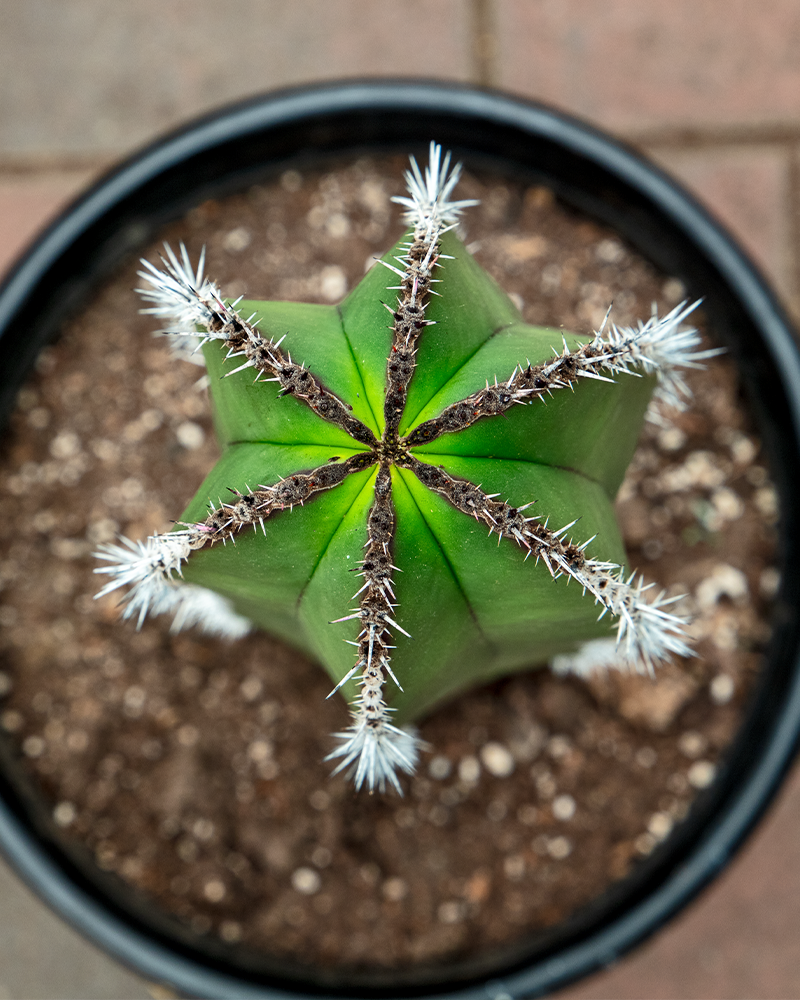 Pachycerus Marginatus 10\"