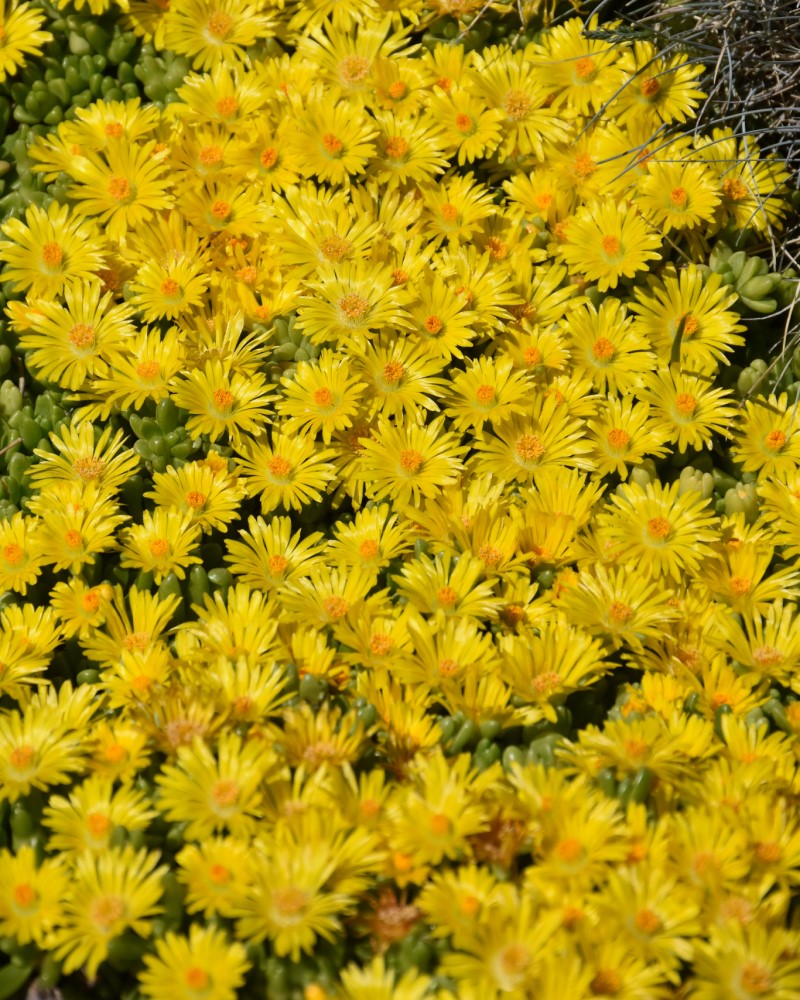 Yellow Ice Plant #1<br><i>Delosperma nubigenum</br></i>